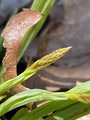 Careyanae