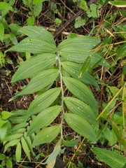Polygonatum cyrtonema