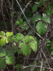 Rubus