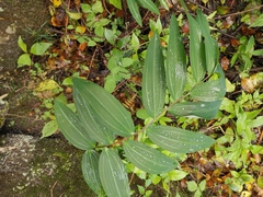Polygonatum cyrtonema