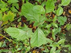Lindera reflexa