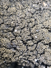 Placynthium asperellum