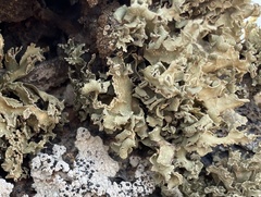 Ramalina bourgaeana