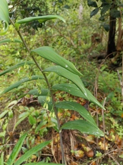 Polygonatum cyrtonema