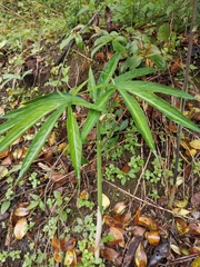 Arisaema heterophyllum