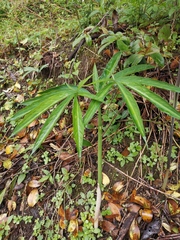Arisaema heterophyllum