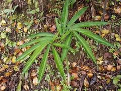 Arisaema heterophyllum