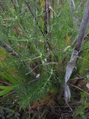 Foeniculum vulgare