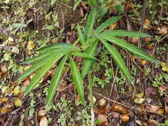 Arisaema heterophyllum