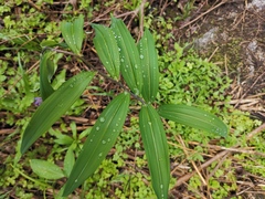 Polygonatum cyrtonema