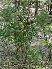 Rhododendron carolinianum