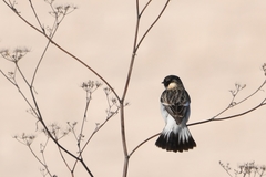 Saxicola maurus hemprichii