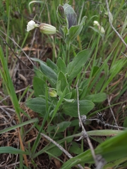 Silene latifolia