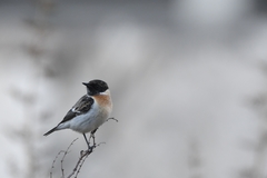 Saxicola maurus hemprichii