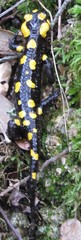 Salamandra corsica