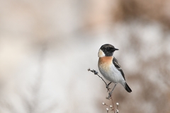 Saxicola maurus hemprichii