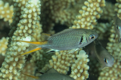 Chromis xanthura