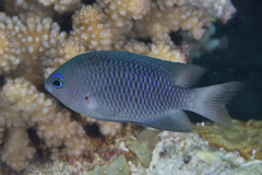 White-Axil Damselfish photo 2