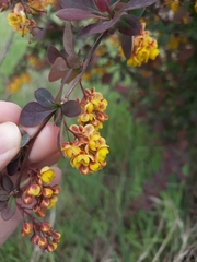 Berberis vulgaris