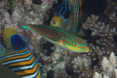 Stethojulis bandanensis