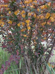 Berberis vulgaris