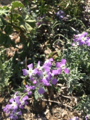Matthiola tricuspidata