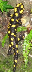 Salamandra corsica