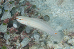 Amblygobius decussatus