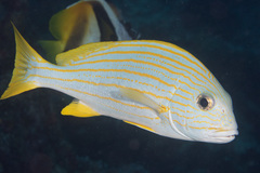 Plectorhinchus chrysotaenia