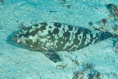 Epinephelus polyphekadion