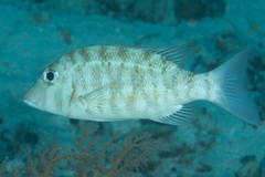 Lethrinus obsoletus