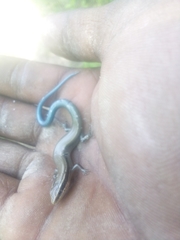Plestiodon tetragrammus brevilineatus