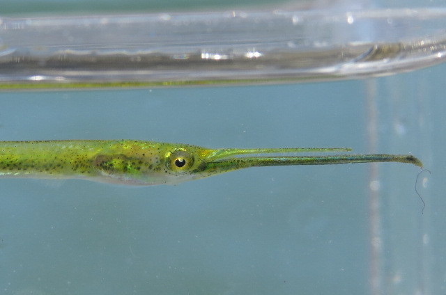 Banded needlefish (Strongylura strongylura) — Belonidae