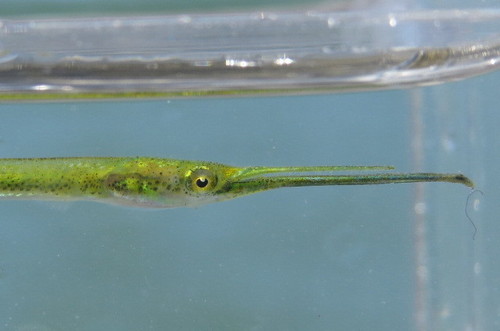 Atlantic needlefish (Strongylura timucu) — Belonidae