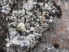 Lecanora argopholis