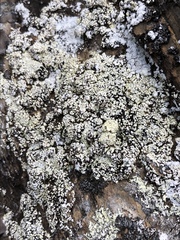 Lecanora argopholis