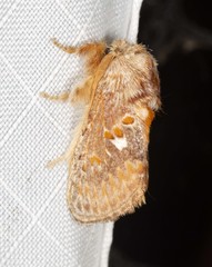 Pseudanapaea denotata