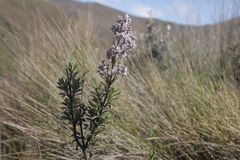 Valeriana microphylla