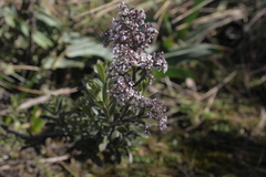 Valeriana microphylla