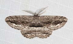 Scioglyptis canescaria