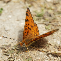 Melitaea
