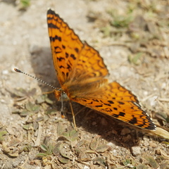 Melitaea