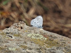 Celastrina echo sidara