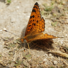 Melitaea