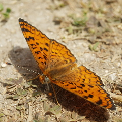 Melitaea