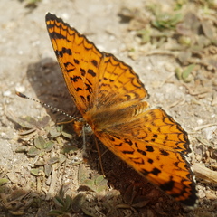 Melitaea