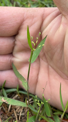 Dichanthelium patulum