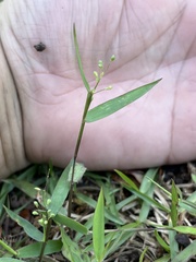 Dichanthelium patulum