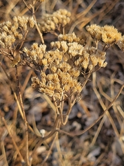 Achillea millefolium borealis