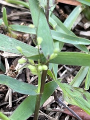 Dichanthelium patulum